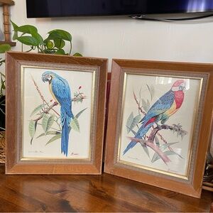 Framed Vintage Parrot and Macaw Illustrations - Brown Frame Edwards